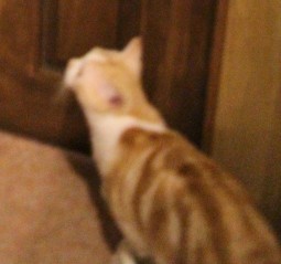 かかし扉 kibi(2)_mini