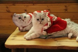 バルーンそっくり2