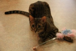 ドロシーおもちゃ