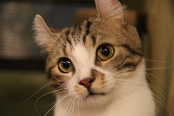 トミドロぶろぐ6