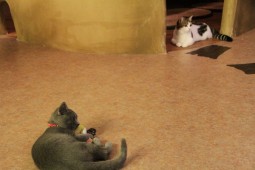 みるく先輩飽きた