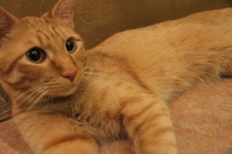 つくしぶろぐ11