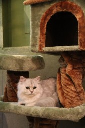 キャットタワー3