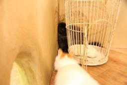 鳥籠4