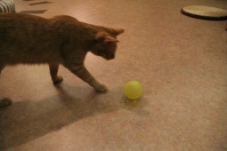 サッカーブログ8