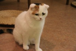 サッカーブログ11