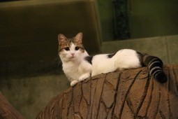 みるく ツリー上