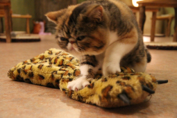 きのこマッサージ2