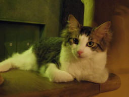 フィガロいけめん