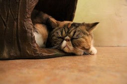 きのこお誕生日3