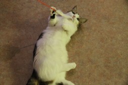 みるく おもちゃ2