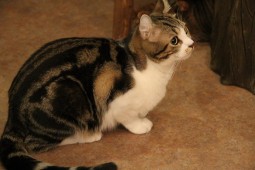 トミドロぶろぐ4