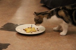 トミーとケーキ