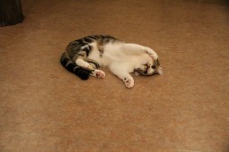 トミーダメ押しのにゃ!