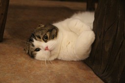 くま吉角にょこ