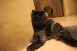 しめじおっさん2