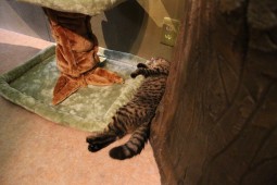 キャットタワー4