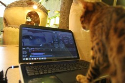 これはっ!ドロシー