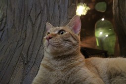 サッカーブログ4