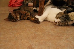 ドロシートミー