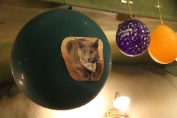 かか誕バルーン