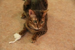 ドロシー ねずみ