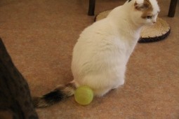 サッカーブログ10