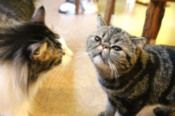 IMG_0050のコピー