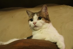 みるくはじまり