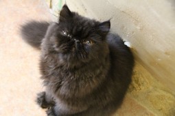 上目づかいしめじ2