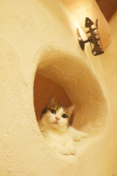 みるく＿おしろ