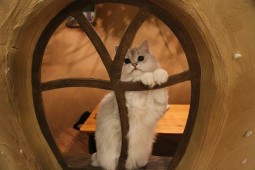 バルーン誕生日1